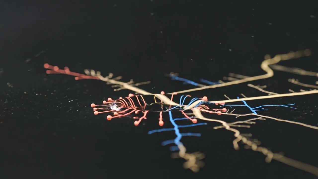 Coral, gold and blue branches of light on black